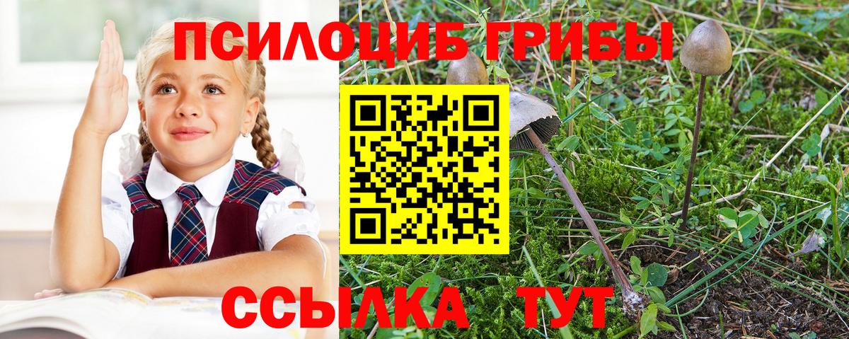 Псилоцибиновые грибы Cubensis Острогожск